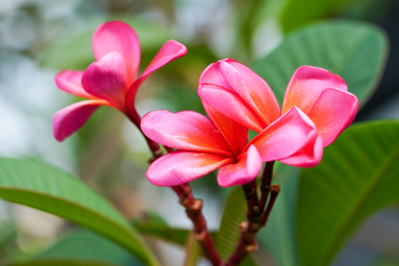 Fleurs